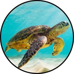 Turtle Spare Tire Cover